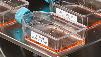 Beute con etichette resistenti a temperature estreme ed agenti chimici Brady pronte per l’incubazione.